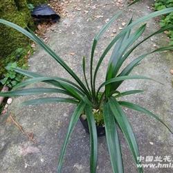 棵型草紫颜素带花大量批发