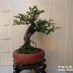 精品红芽极小叶雀梅