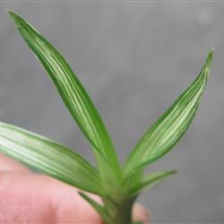 蓝边蓝冒中透稿**下山龙根送春 - 中国兰花交易网