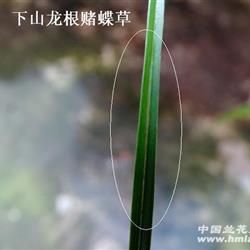 下山龙根春剑【心叶赌蝶草】1苗1个漂亮芽