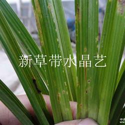 下山蕙,多特征赌草(66)
