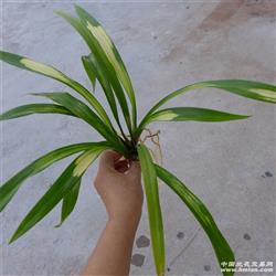 筹集医疗费用**超壮**新品墨兰虎斑