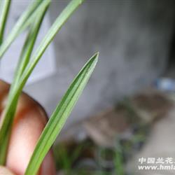下山兰系列-260 红水晶亮尖钝头龙根赌草