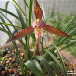 元红(带花) - 中国兰花交易网