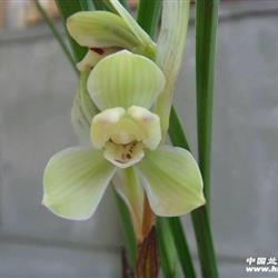 WWW866mmmmcom高清图片