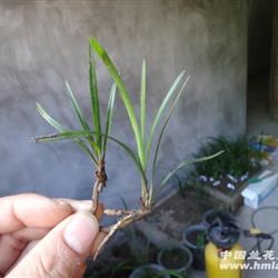 下山兰系列-301 两棵微型小赌草