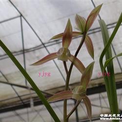 春剑 红花素心