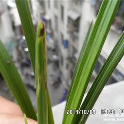 下山蕙兰虎斑碟草