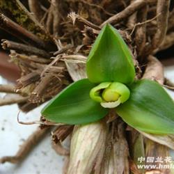 刚下山春兰残草大圆荷a11