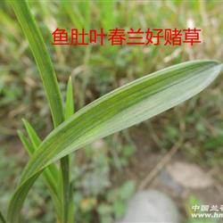 鱼肚叶春兰赌荷草 - 中国兰花交易网