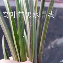 已售红香妃,奇叶带黑水晶线(8) - 中国兰花交易网