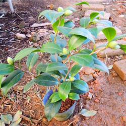 茶花 花鹤翎 带花苞 (40厘米)