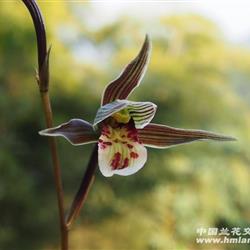 细叶 彩红好品0起