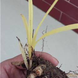 下山龙根黄草 - 中国兰花交易网