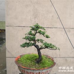 [特价0起拍]独杆金弹子母树