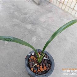 红太阳 - 中国兰花交易网