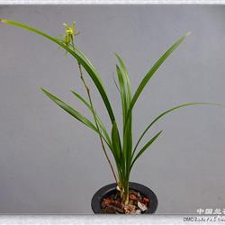 寒兰素花