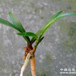 下山春兰;矮种圆头草
