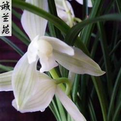 鹤庆莲瓣兰花挚诚兰苑