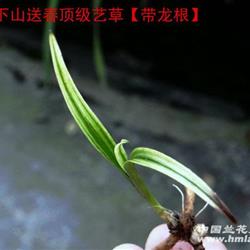 刚下山送春顶级赌水晶缟花艺草【带龙根】