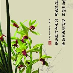 蕙兰红素——至尊红颜(四壮苗带一芽)