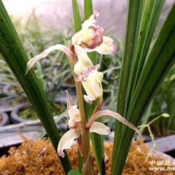 春剑老品种:中华奇珍(2苗带花)