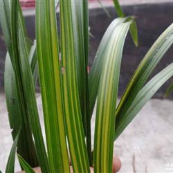 鱼肚叶春兰艺草(a113)现切 中国兰花交易网