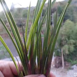 下山龙蛋细叶红香妃,赌好花(a106)
