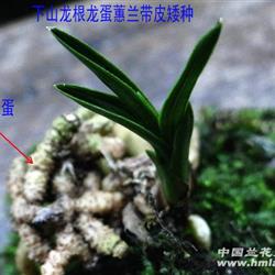 下山龙根龙蛋蕙兰带皮矮种