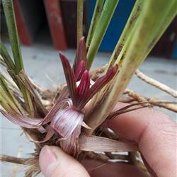 春兰极品龙根红花大圆色漂亮舌班 - 中国兰花交易网