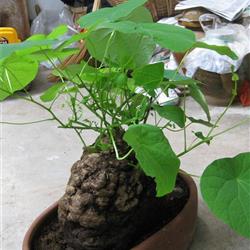 云南种野生种山乌龟(1.1公斤)7