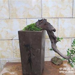 金弹子盆景熟桩悬崖式
