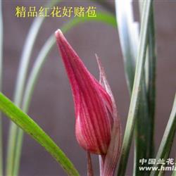 下山春兰:精品红花好赌苞[全草上拍.3] - 中国兰花