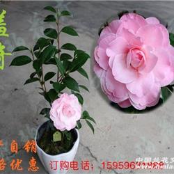 茶花羞奇带花苞高42公分(12-22)