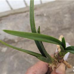春兰矮种赌荷瓣 2苗1芽眼
