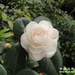 白彩槟榔茶花 63高 高杆-- 6年龄