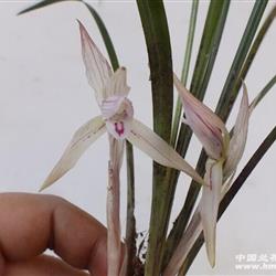 朵香春兰白花 - 中国兰花交易网