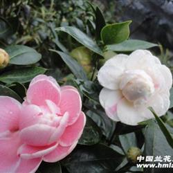 特价'彩槟榔'茶花 62高