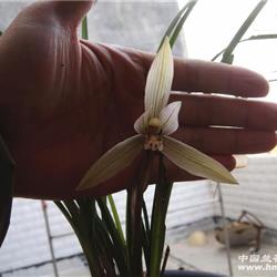 春兰/朵香一丛带两花/10元邮费零起拍