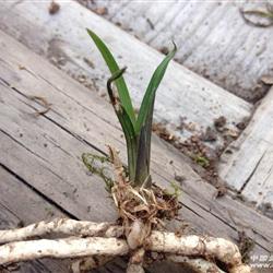 刚挖龙根春兰红草带芽