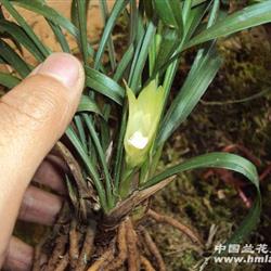 超大颗春兰玉质白花素心(浓香带现花) - 中国兰花交易