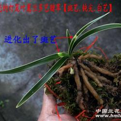 漂亮的灯笼叶蕙兰多艺赌草【斑艺.钝尖.白艺】