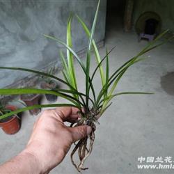 下山兰系列-103 漂亮莲瓣赌草,带红彩!