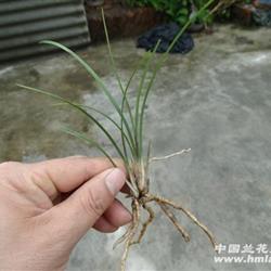 下山兰系列-110 紫红彩心赌草!