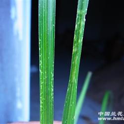 跟代散斑水晶