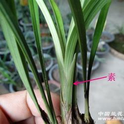 下山兰系列-046 素甲圆头赌草