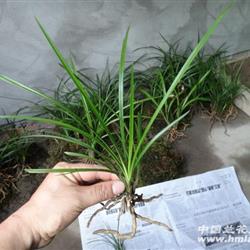 下山兰系列-160 龙根莲瓣小赌草