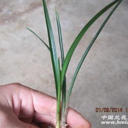 528春兰特厚叶起皮生草 - 兰花网