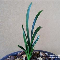 春兰圆头皮草