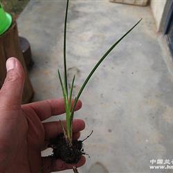 下山龙根蛇斑草 - 中国兰花交易网